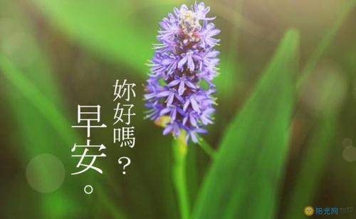 下雪的早上好问候