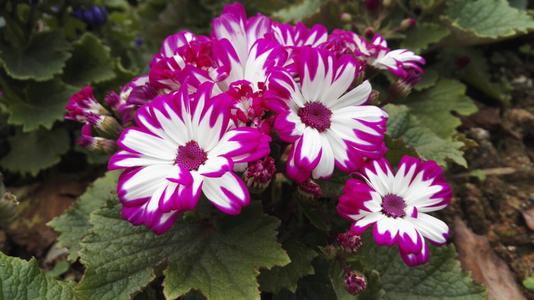 关于幸福古语句子2的幸福和幸福古语句子