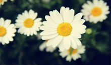 女生收花开心的句子 女人收到花的心情短语