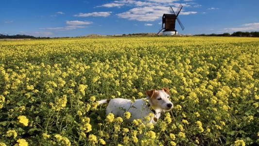 描述具有快乐心态的句子简单和快乐心态句子1