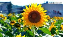 我经历的哪些闷声发大财的行业