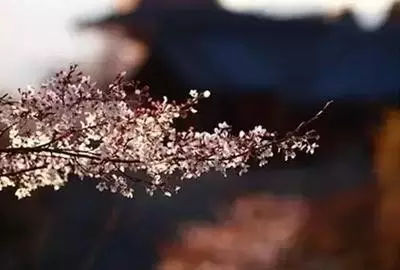 经典语录：可以忍受寂寞，才能站得住脚，还可以忍受寂寞，直到花开。