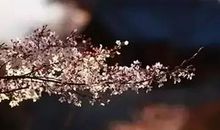 经典语录：耐得住寂寞才守得住繁华，熬得住孤独方能等到花开