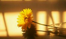 早安心语：生活，一半是回忆，一半是继续