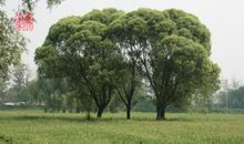 没有大树的葱茏，就试着做一株小草吧