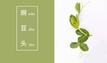 一颗豌豆，会长成什么？