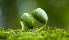 每一粒种子都值得期待