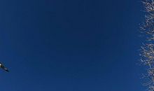 学大雁，别做海鸥