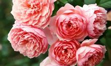 怕，就会输，不怕，有可能赢！