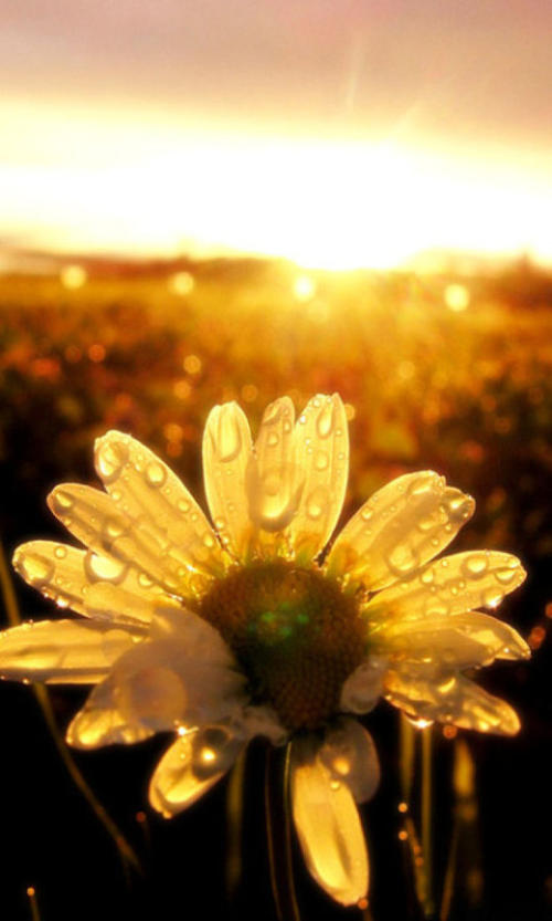 使自己痛苦或使自己坚强，努力实际上是相同的