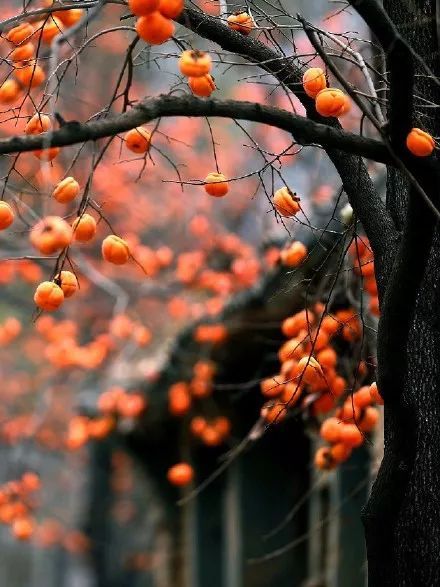 在树上留下一些柿子