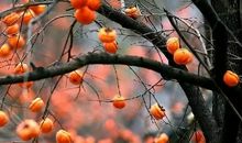 留几枚柿子在树上吧