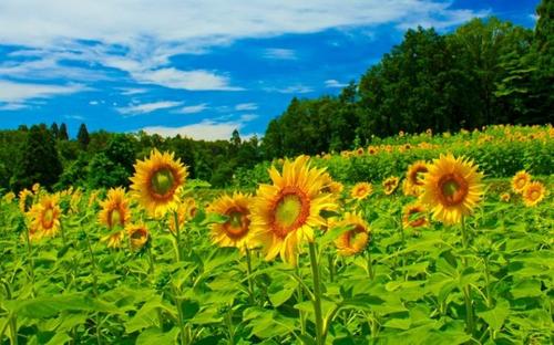 情人节说句让女友开心情人节爱语给女友1