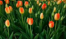 董卿的遗憾：别断了让孩子通往高贵的路