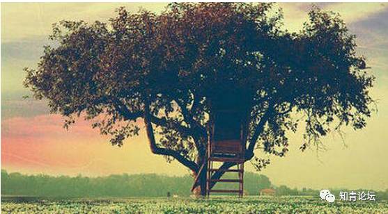 “大树的恩典”，许多人哭泣