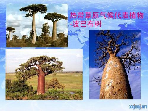 像撒哈拉沙漠的植物一样生活