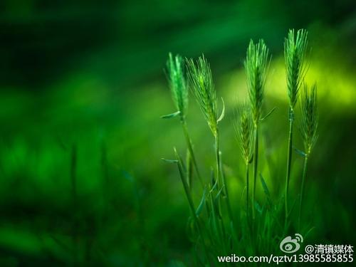 致母亲：请勿将您的儿子当救生员