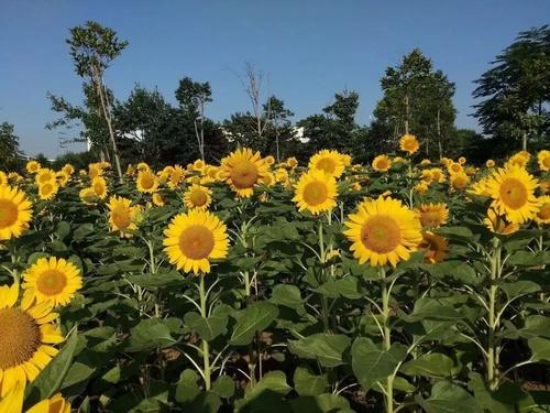 向日葵不放弃阳光，我不放弃梦想