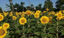 向日葵不放弃阳光，我便不放弃梦想