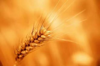 梦想与面包之间的选择