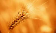 梦想与面包之间的抉择