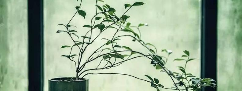 林庆轩：我经常考虑一两个，而不是八九个