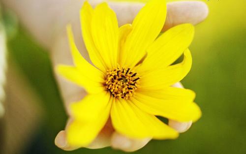 泰戈尔:爱的金子