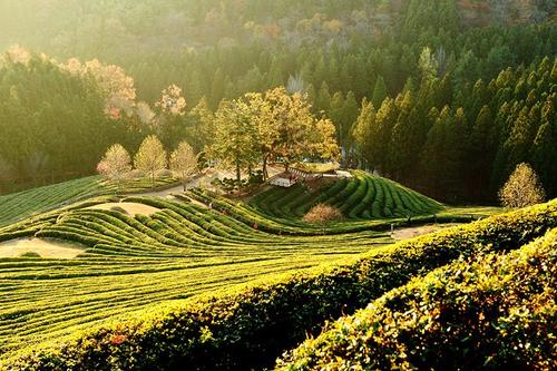 一个奇怪的句子