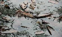 一潭死水成语接龙