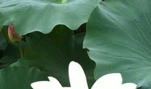 俞敏洪：花儿在不同的季节开放