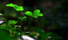 要生存，先做一株小草