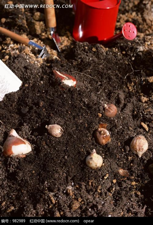 钻入土壤作为种子