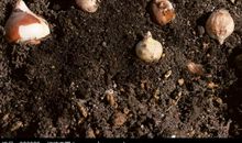 把自己当成一颗种子钻进土壤