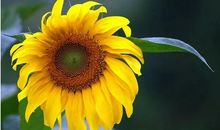 我们无需活在别人的标准里