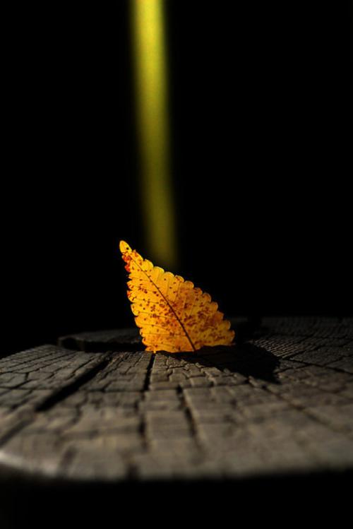 经典语录：您错过了夏日绚丽的花朵，您一定会走进景美红叶