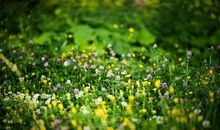 用鲜花铺满自己心灵的春天