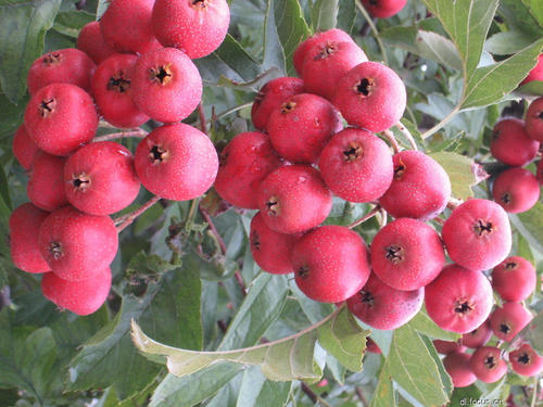 一句话中的水果