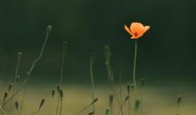 人生如佛：小沙弥告诉你每天怎么撞钟