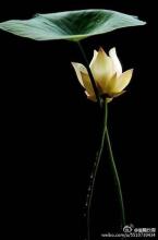 经典语录:不要太公开,这是花朵的天然香味