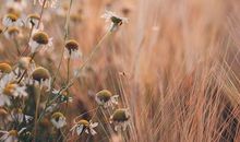 经典语录：人性一个最特别的弱点就是在意别人如何看待自己