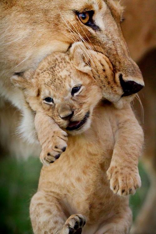 关于“动物王朝”的思考