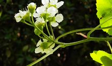 执著让梦想开花