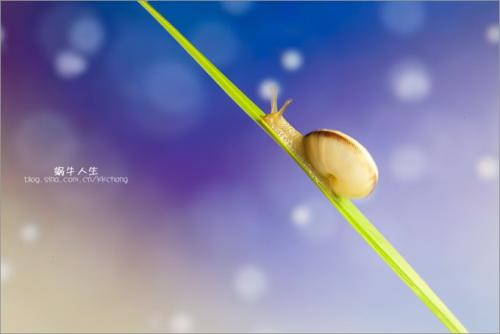 蜗牛的生活比鹰的生活更令人兴奋