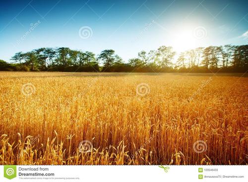 你应该在阳光下取得成功