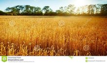 你应该拥有阳光下的成功