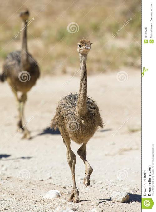 您是否高估了自己?当鸡真的像鸵鸟一样大时,它们会被说服