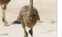 你高估自己吗？真像鸵鸟那么大时，小鸡才会心服