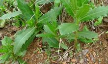 你就是一颗贱草