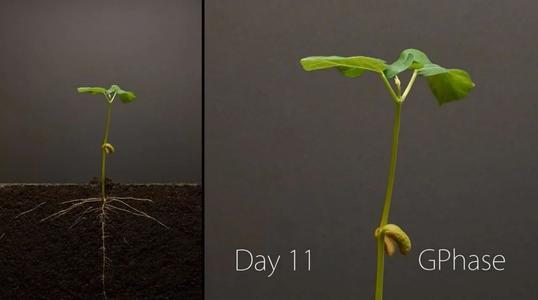 半种子也有春天