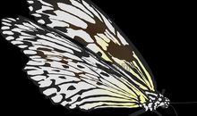 梦是蝴蝶的翅膀